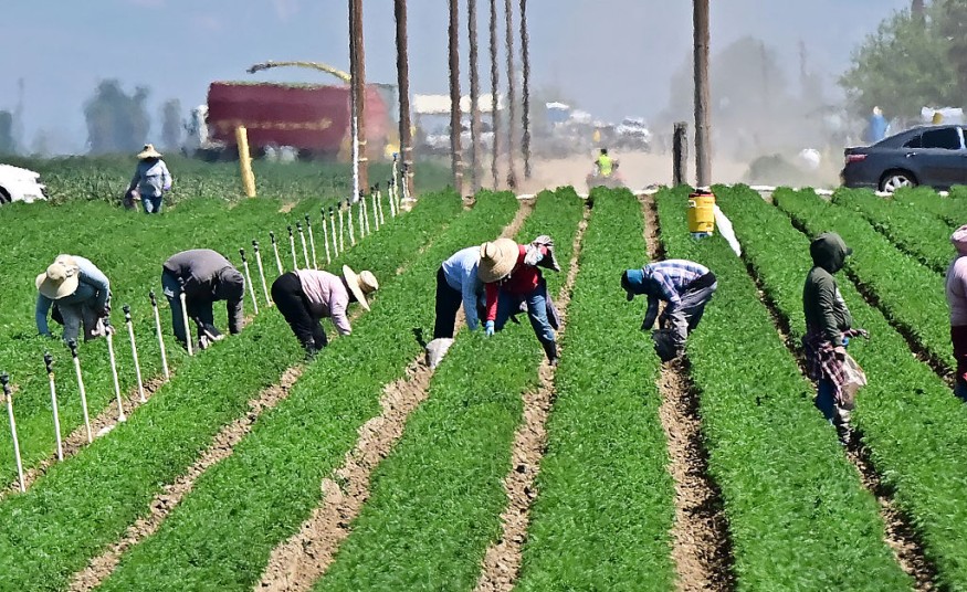 Farm workers labor in the fields of Bakersfield, Kern County